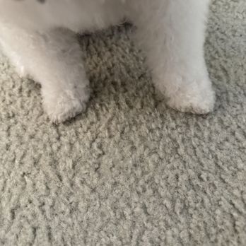 OC Pet Grooming - Look at her perfectly shaped paws - Pet Groomers Near Me - La Habra, California OC Pet Grooming - Look at her perfectly shaped paws - Pet Groomers Near Me - La Habra, California