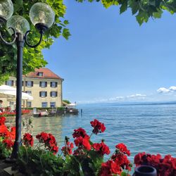 Wilder Mann - Tolle Aussicht auf den Bodensee