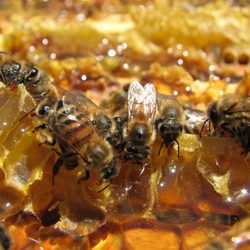 Big Island Bees - Honeybees on a piece of comb.