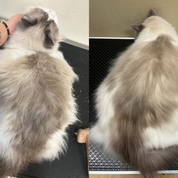 Cola Pet Grooming - Cat grooming before and after