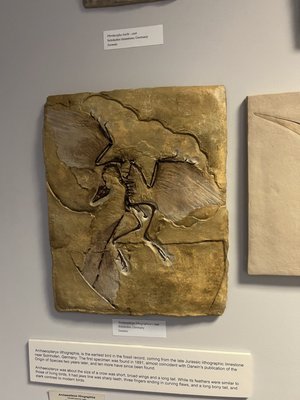 Earth Experience - Middle Tennessee Museum of Natural History by null