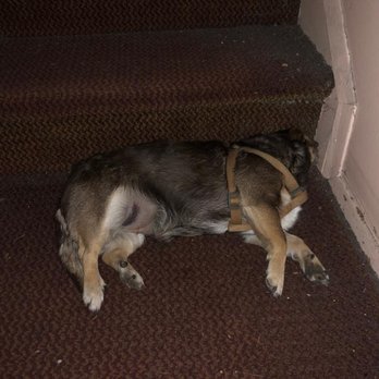 AMA Animal Rescue - AMA saved Brownie's life. - Community Service/Non-Profit Near Me - Brooklyn, New York