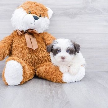 Premier Pups - Havanese Puppy - Pet Breeders Near Me - Johnstown, Ohio Premier Pups - Havanese Puppy - Pet Breeders Near Me - Johnstown, Ohio