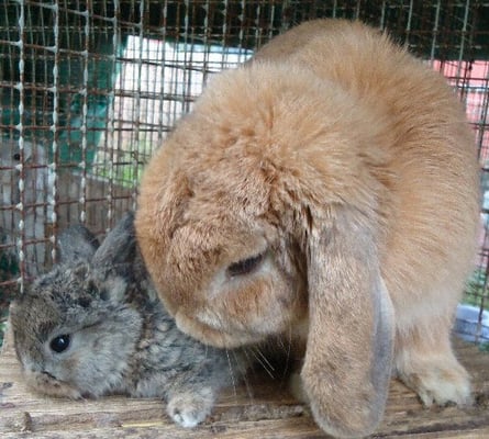 Fields Rabbit Ty ROLLING FIELDS RABBITRY - Updated May 2025 - Cherry Valley, Illinois ...