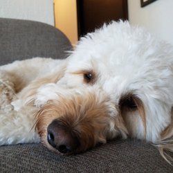 Lynn A Bishop, DC - Max is a Mini Golden Doodle, he is about 2 1/2 years old and loves to love patients and get them through the difficult times!