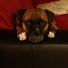 My boxer Gigi My boxer Gigi