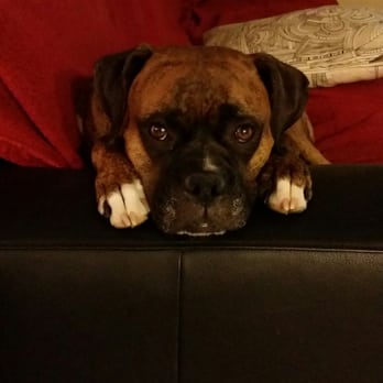 Canine Dimensions Home Dog Training - My boxer Gigi - Pet Training Near Me Canine Dimensions Home Dog Training - My boxer Gigi - Pet Training Near Me