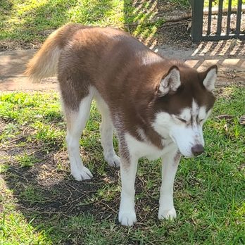 Happy Paws Pet Services - Enzo - Dog Walkers Near Me