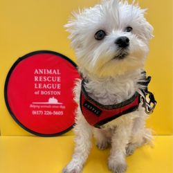 Boston Veterinary Care - Dr. Smallz, my medical alert service dog, posing pretty at Boston Veterinary Clinic. It's part of the animal rescue league next door!