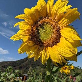 Riley's Apple Farm - Pick Your Own Farms Near Me - Yucaipa, California