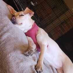 JensK9Concierge - Exhausted pup