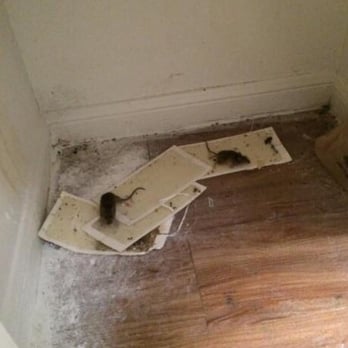 Cinnamon Ridge - This was in the pantry on move-in day. - Apartments Near Me - Pasadena, Texas