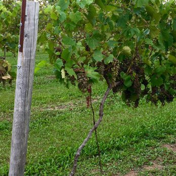 Solu Estate Winery & Meadery - Wineries Near Me - Cascade, Wisconsin Solu Estate Winery & Meadery - Wineries Near Me - Cascade, Wisconsin