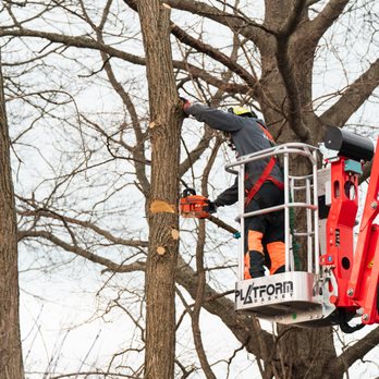 Vanderkooi Tree - Tree Services Near Me - Muskegon, Michigan