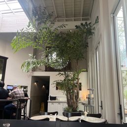 Great ambiance. Light open and airy with lots of plants Great ambiance. Light open and airy with lots of plants