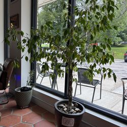 Rooted Table - Bob the friendly dining companion for dine-in patrons!