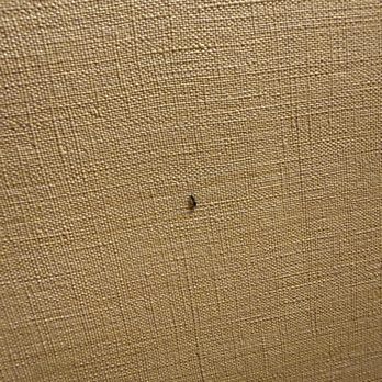 Hilo Hawaiian Hotel - ant in second room - Hotels Near Me - Hilo, Hawaii Hilo Hawaiian Hotel - ant in second room - Hotels Near Me - Hilo, Hawaii