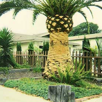 Arbor Age Tree Services - Tree Services Near Me Arbor Age Tree Services - Tree Services Near Me