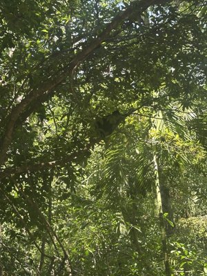 Cenote Chaak Tun by null