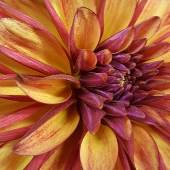 Swan Island Dahlias - Nurseries & Gardening Near Me - Canby, Oregon