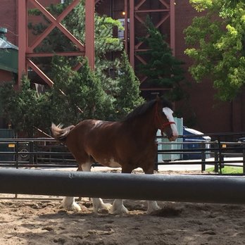 Budweiser Brewery Experience - Love the Scottish horse, yes named after the River Clyde - Beer Tours Near Me - Saint Louis, Missouri Budweiser Brewery Experience - Love the Scottish horse, yes named after the River Clyde - Beer Tours Near Me - Saint Louis, Missouri