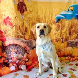 Union Dog Spa