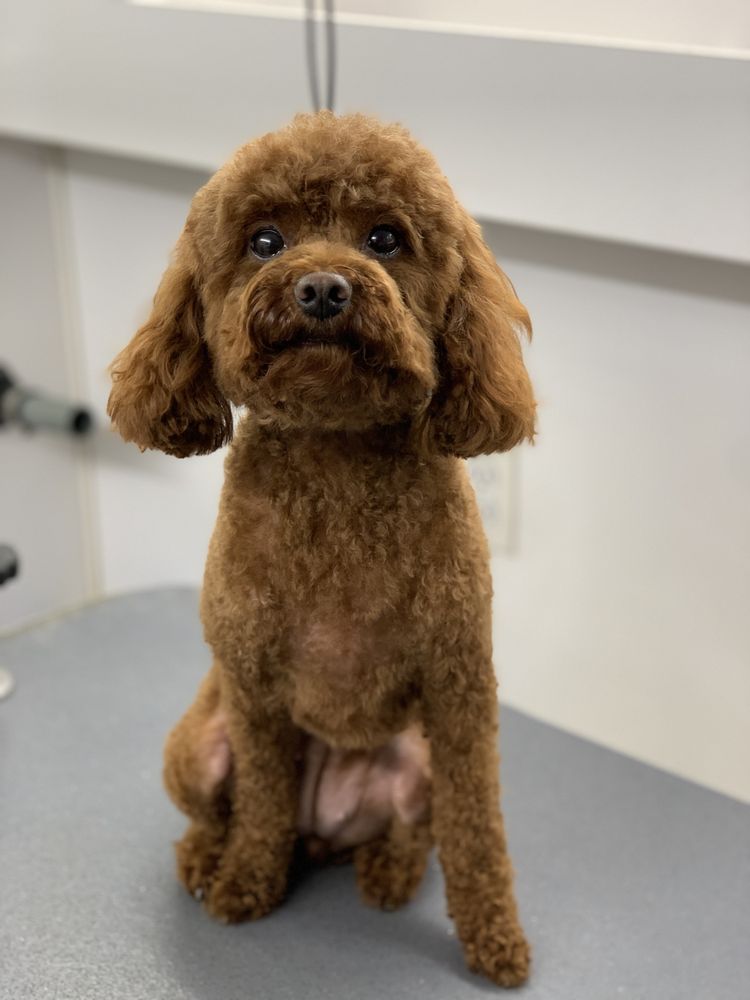 RAY’S MOBILE DOG GROOMING Updated September 2024 65 Photos Los