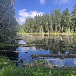 Watershed Preserve - Pond full of baby ducks