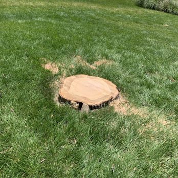 Y Professional Tree Service - Before grinding - Tree Services Near Me - Crossville, Alabama Y Professional Tree Service - Before grinding - Tree Services Near Me - Crossville, Alabama