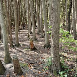 Green Lakes State Park - Trees that make you feel like you've just entered an elvish grove.