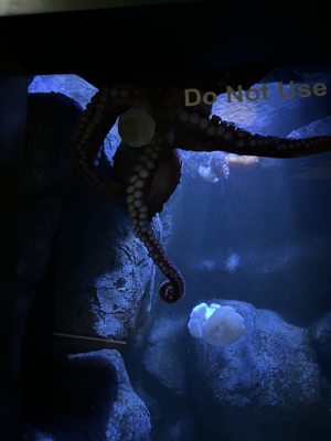 Aquarium At Moody Gardens by null