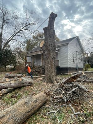 Safe, reliable, and efficient tree removal—clearing the way for a better view! - Safe, reliable, and efficient tree removal—clearing the way for a better view!