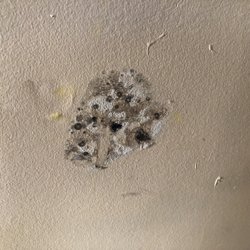 Powers Environmental - Mold growing on inside wall