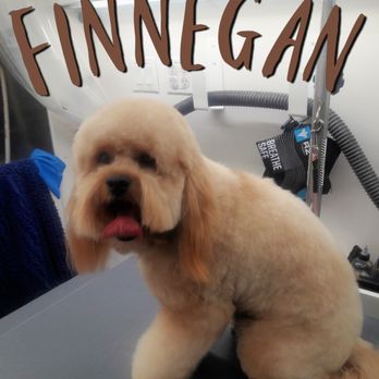 Wet Wags Mobile Spa - Pet Groomers Near Me Wet Wags Mobile Spa - Pet Groomers Near Me
