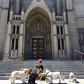 Wags Paws & Heart - Posing at Grace Cathedral - Dog Walkers Near Me Wags Paws & Heart - Posing at Grace Cathedral - Dog Walkers Near Me