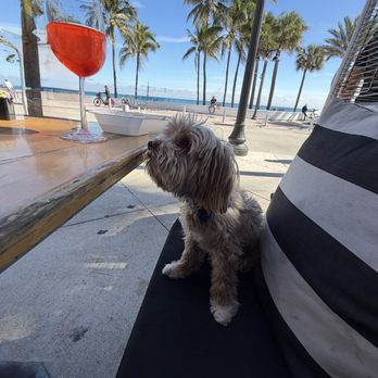 Beach House Las Olas - Dog friendly patio (small dogs only I believe) and with an amazing view! - Sports Bars Near Me - Fort Lauderdale, Florida Beach House Las Olas - Dog friendly patio (small dogs only I believe) and with an amazing view! - Sports Bars Near Me - Fort Lauderdale, Florida