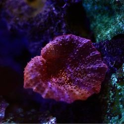 The Aqua-Arium
