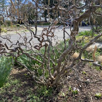 Green Spring Gardens - Crookshank - Botanical Gardens Near Me - Alexandria, Virginia