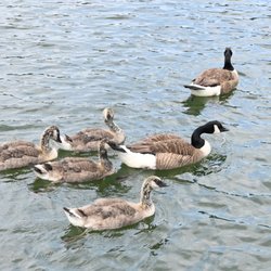 Lake Glenville Scenic Waterfall Cruises - Captain Mark is followed by these all the time because he is kind enough to feed them in every trip