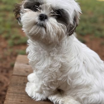 Newman's PAWsitive Pups - Grace - the unbelievable pup who survived a broken back - Pet Training Near Me Newman's PAWsitive Pups - Grace - the unbelievable pup who survived a broken back - Pet Training Near Me