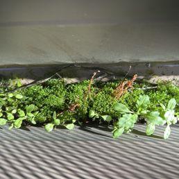 Growing crap in the gutter
