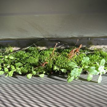 Window Wizards - Growing crap in the gutter - Gutter Services Near Me