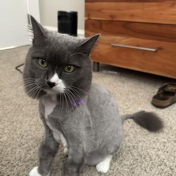 Kittington’s Mobile Cat Grooming - Pet Groomers Near Me Kittington’s Mobile Cat Grooming - Pet Groomers Near Me