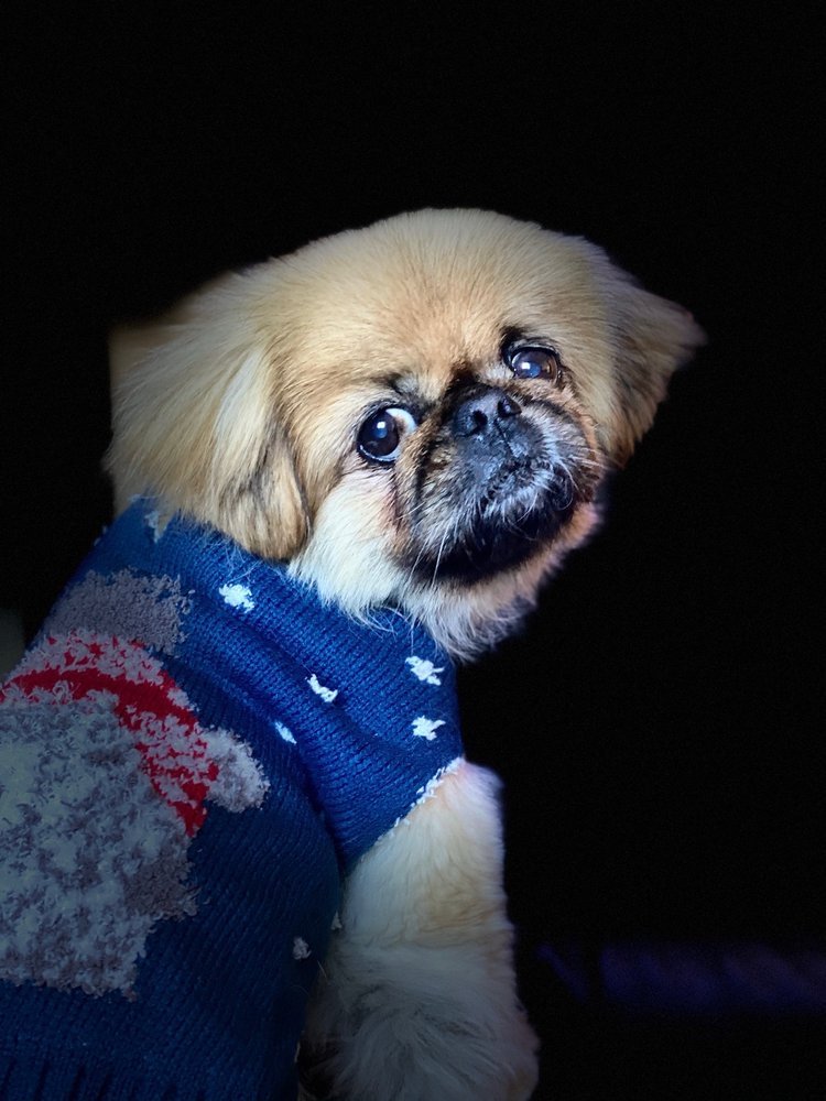 BARKZ & WAGZ CLOSED 30 Photos 38449 County Rd 54, Zephyrhills