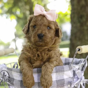 Perfect Match Poodles - Pet Breeders Near Me - Nappanee, Indiana Perfect Match Poodles - Pet Breeders Near Me - Nappanee, Indiana