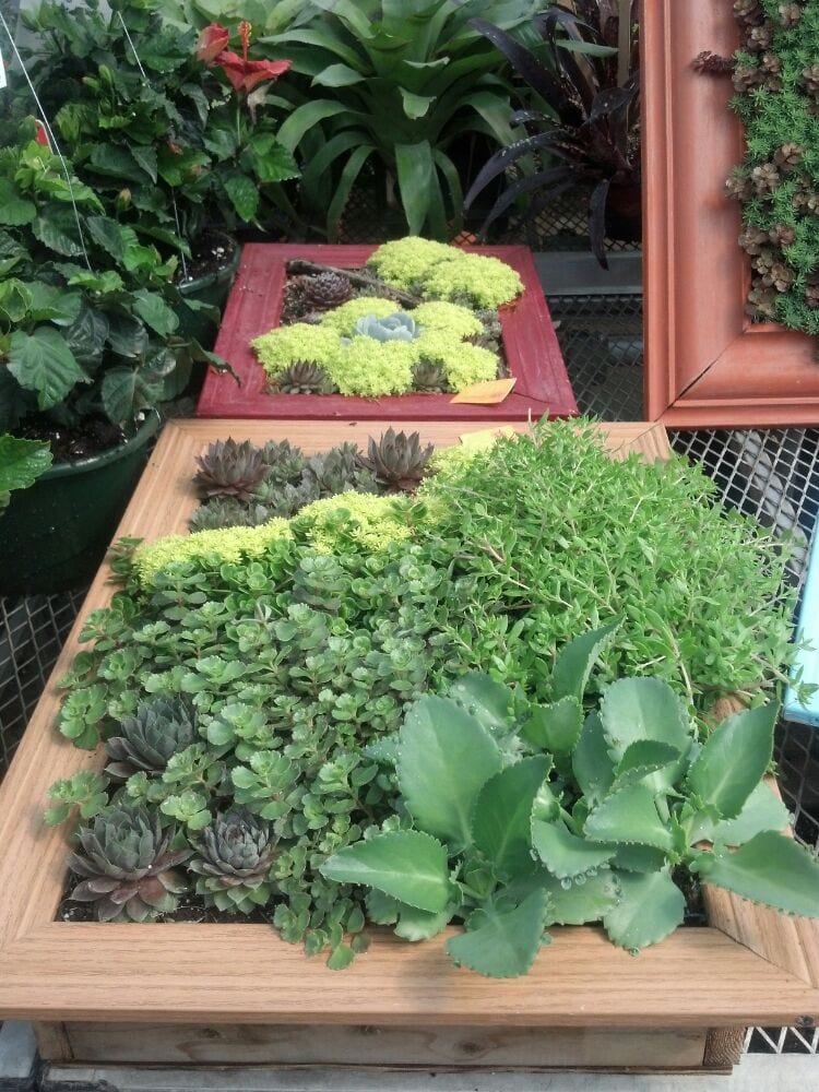 MAYFLOWER GREENHOUSE Updated September 2024 726 Airport Dr, Oneida, Wisconsin Nurseries