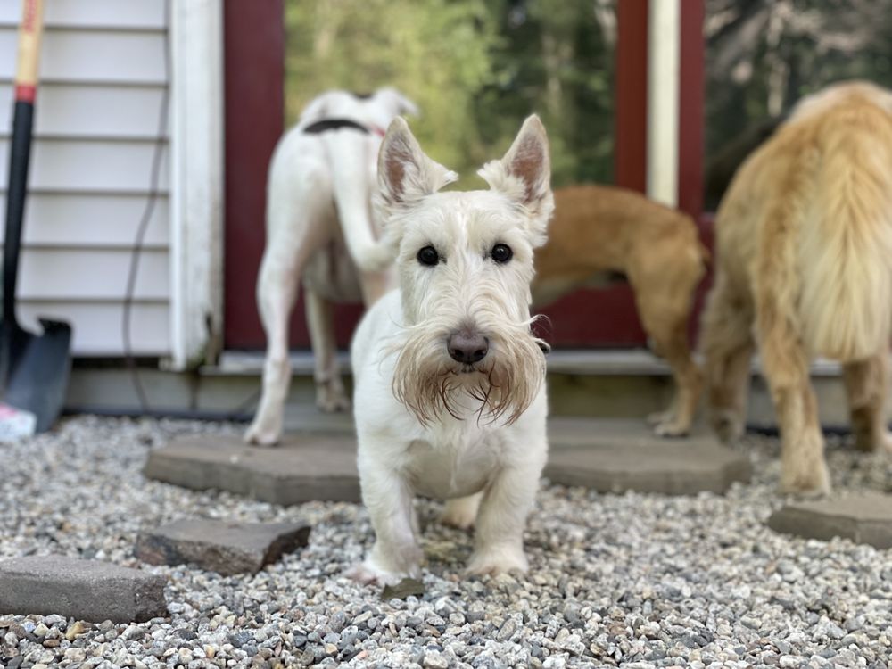 PAWSITIVE PLAY Updated August 2024 36 Photos 228 Lewiston Rd