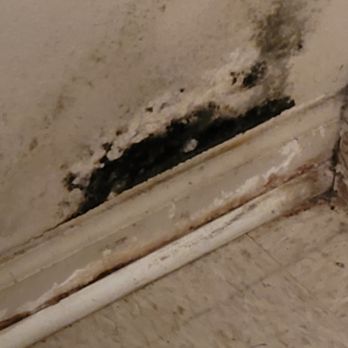 Ralph George Estates No 2 - Mold is all in the walls,goes all the way up wall in every room - Apartments Near Me - Bastrop, Louisiana Ralph George Estates No 2 - Mold is all in the walls,goes all the way up wall in every room - Apartments Near Me - Bastrop, Louisiana