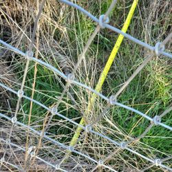 Beyond the Barn - measuring the BTB fence from the survey stake.