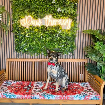1. Paw Therapy Pet Grooming